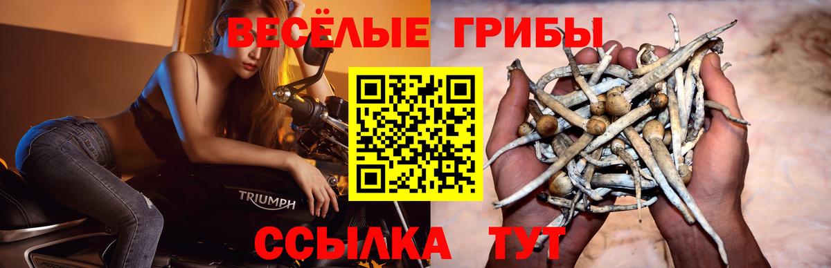 Осинники  Галлюциногенные грибы GOLDEN TEACHER  Вход с VPN 